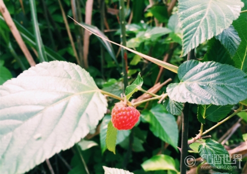 酒之魂：紅色漿果——森林中的精靈