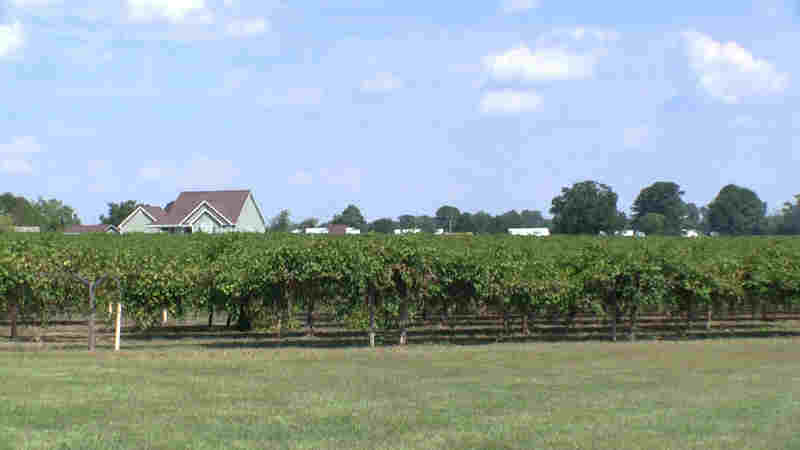 悉南家族酒莊Hinnant Family Vineyards