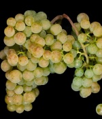 从A到Z解读西班牙葡萄酒关键词