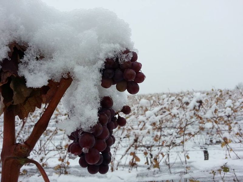 冰酒：寒天雪地里孕育出的甜美佳釀