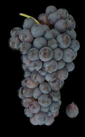 天下十大最“低调”葡萄种类