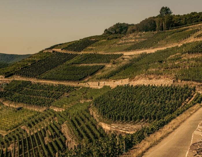 美亞內(nèi)克爾酒莊(Weingut Meyer-Nakel)