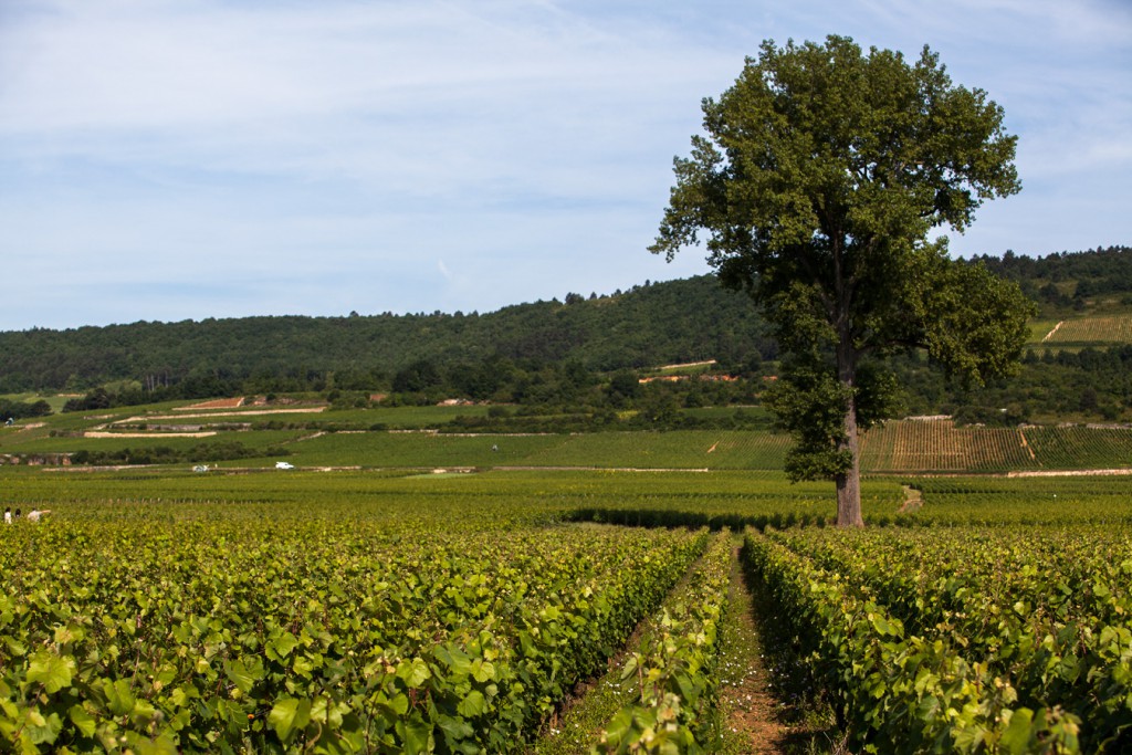 2015年勃艮第葡萄酒进口，量少价增