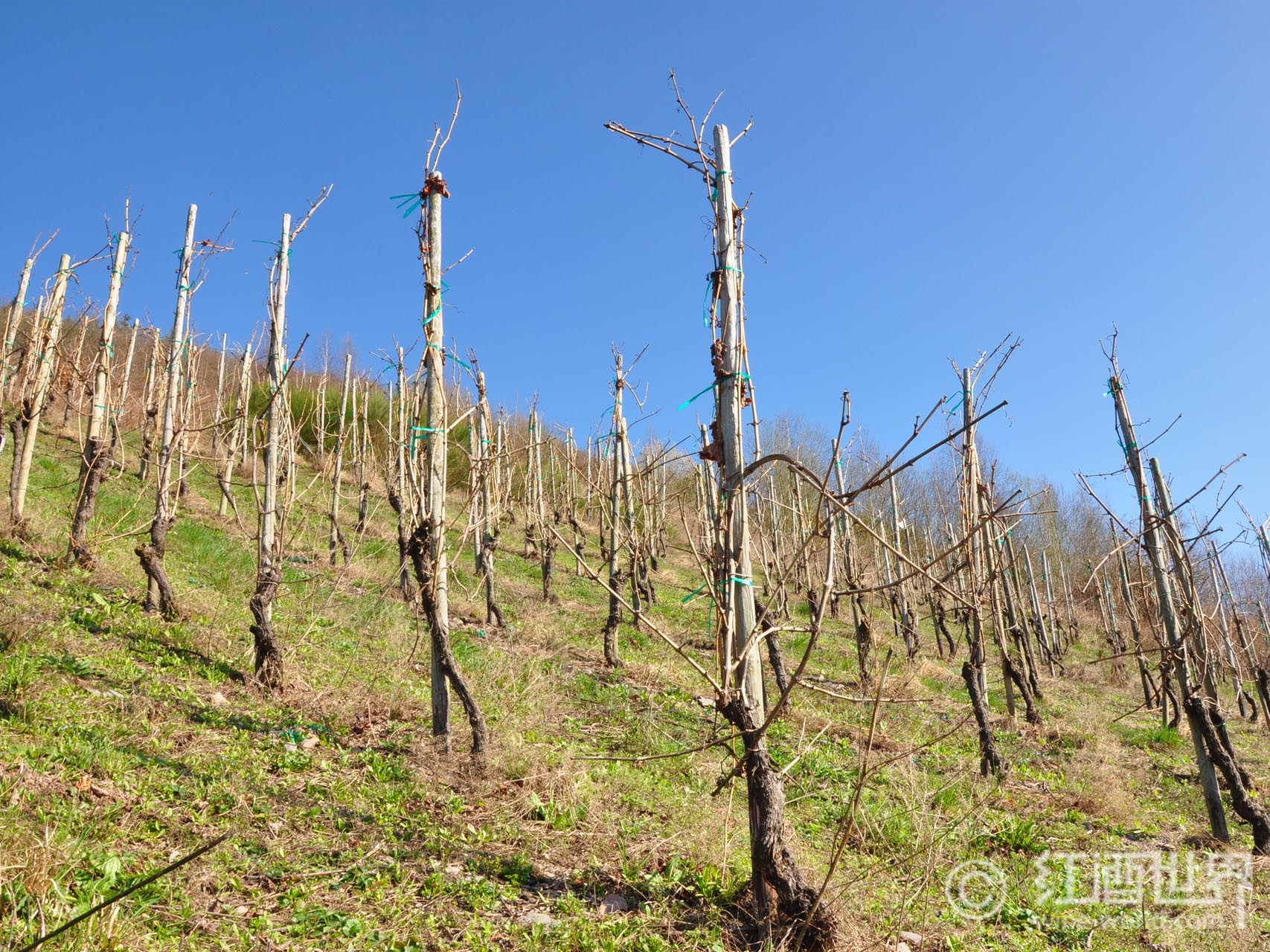 欧洲2013年葡萄收获上涨15%