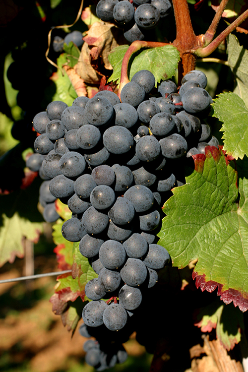 葡萄酒滥觞地的5种罕有葡萄种类