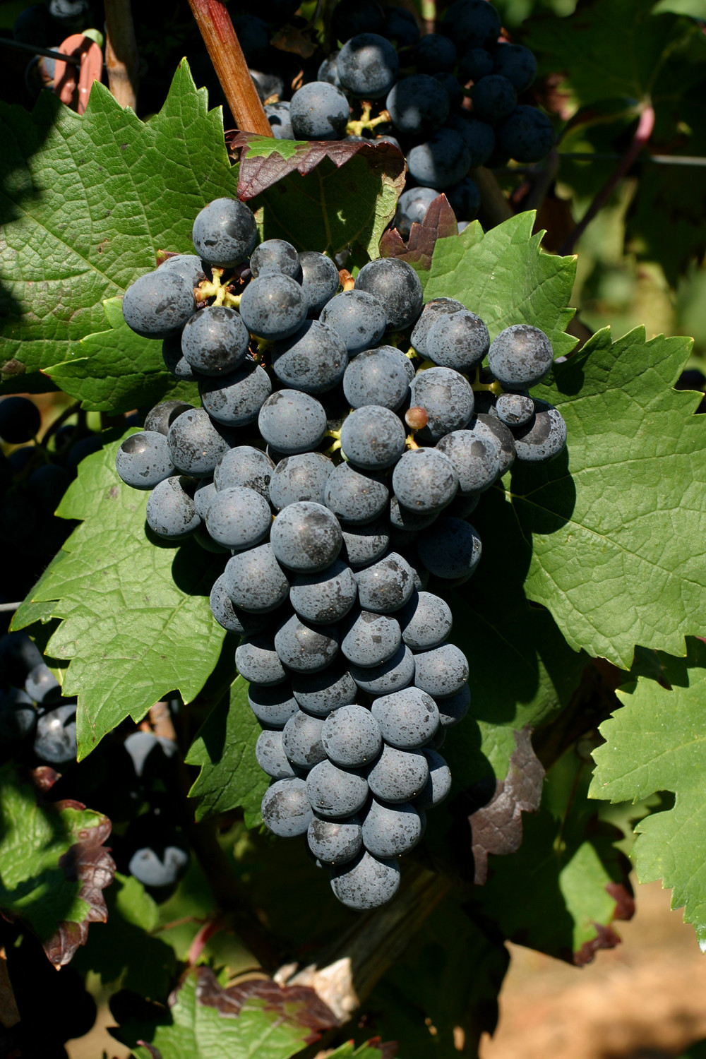 智利“国宝级”葡萄品种：佳美娜