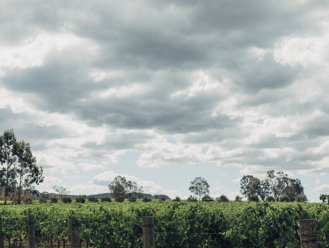 清晰澳洲最怪异的葡萄葡萄酒产区——猎人谷