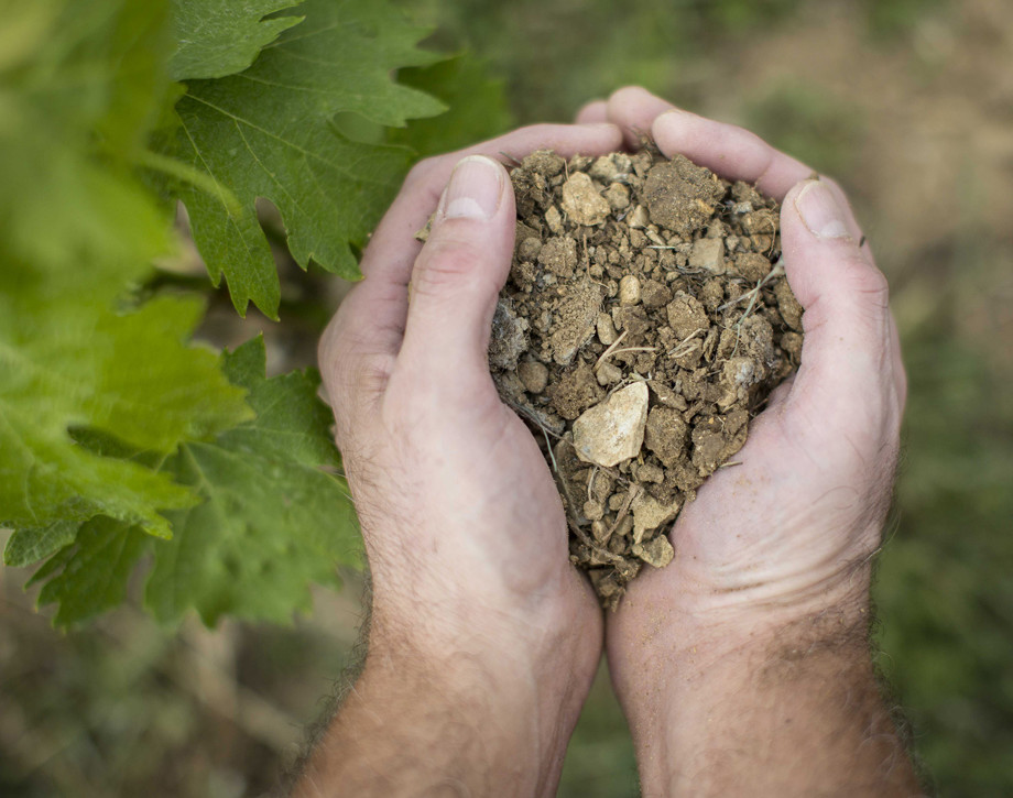 土壤学以及土壤生态学若何影响葡萄种植
