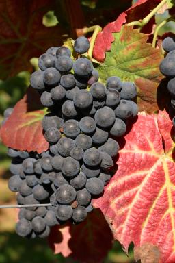 速览：波尔多将新增7个法定葡萄品种