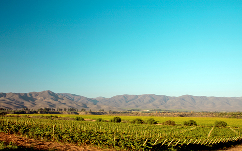 智利宣告葡萄酒新浪潮趋向已经到来