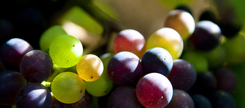 天下上最罕有的6大葡萄种类