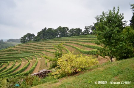 汝杭松的空中花园