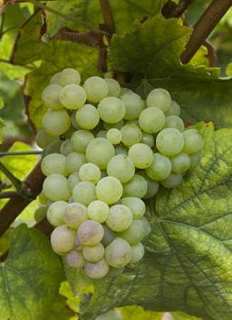 南非有哪些主要葡萄种类？