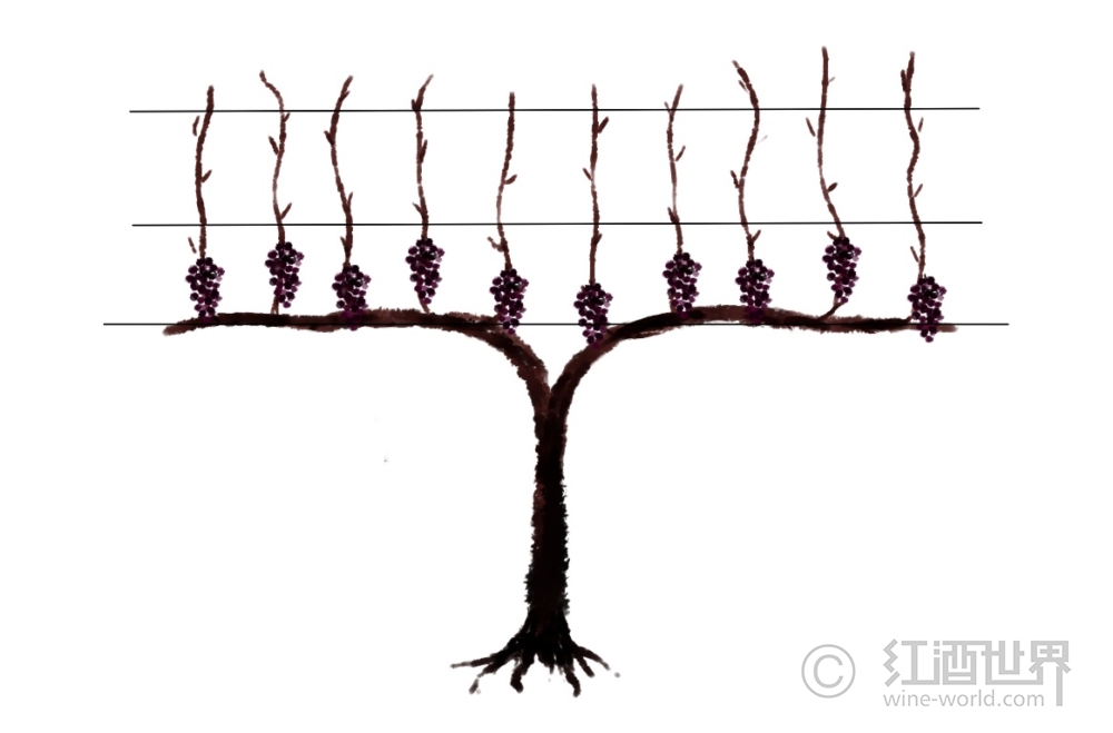 葡萄树：详尽的“造型”眼前大有学识