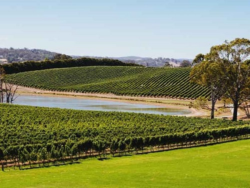 南澳州：澳大利亚葡萄酒的心脏