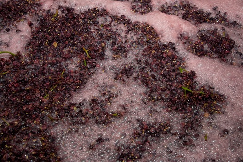 为什么红葡萄能酿红葡萄酒，也能酿白葡萄酒？
