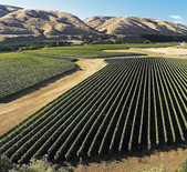 馬丁堡酒莊Martinborough Vineyard