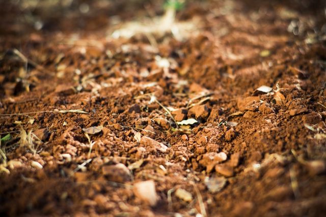 你知道哪5种土壤最适宜种植葡萄藤吗？