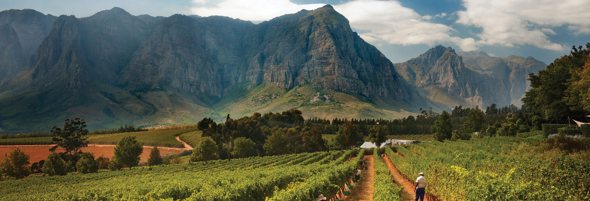 2013年南非葡萄酒火爆了：进口量创历史新高