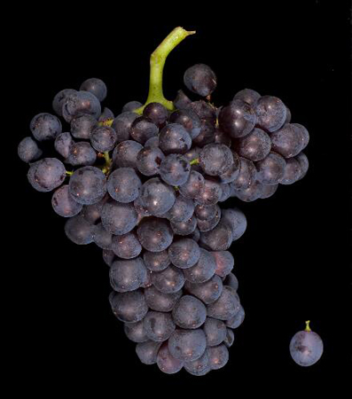 主要红葡萄种类小知识