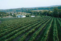 鹿島酒莊Elk Island Winery