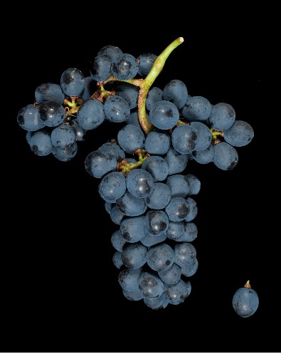 杰西斯·罗宾逊最喜欢的一些葡萄品种