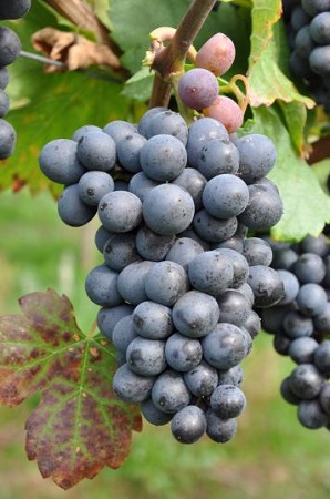 南非有哪些主要葡萄品种？