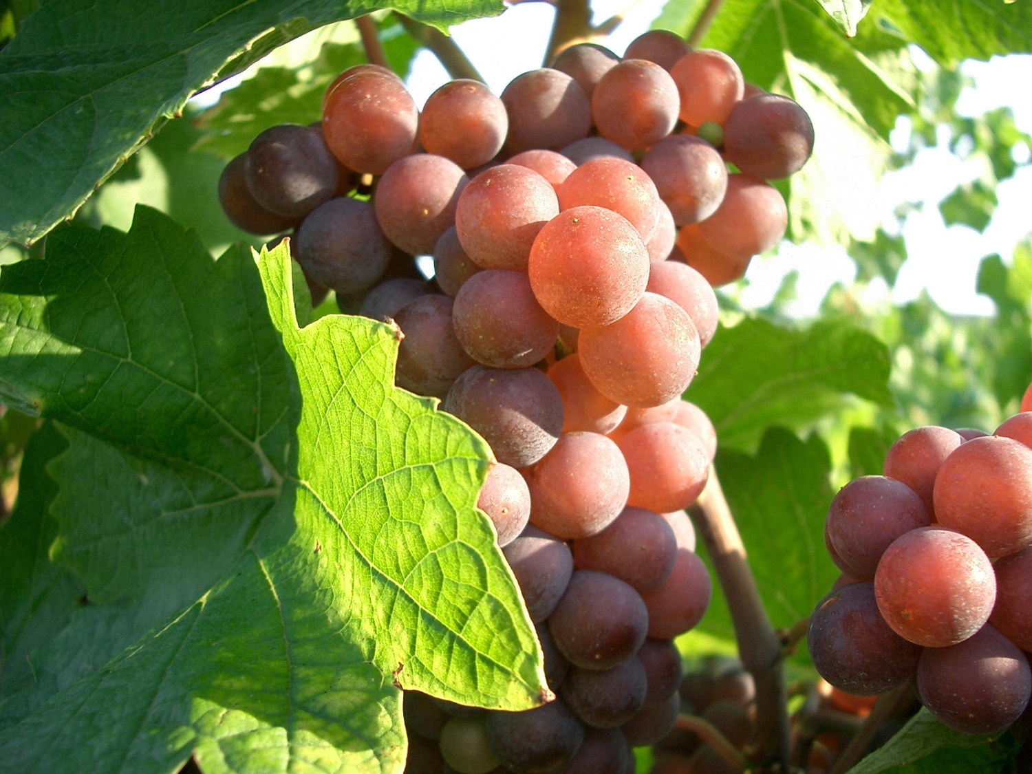 这些葡萄种类的又名，你都知道吗？