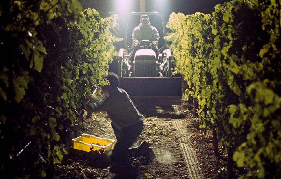 多图 | 葡萄酒生产的全过程