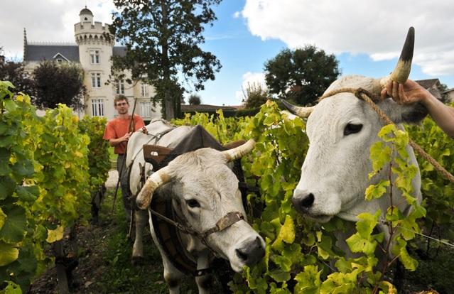 克莱蒙教皇堡：每个葡萄酒爱好者都不容错过的10大奇闻轶事