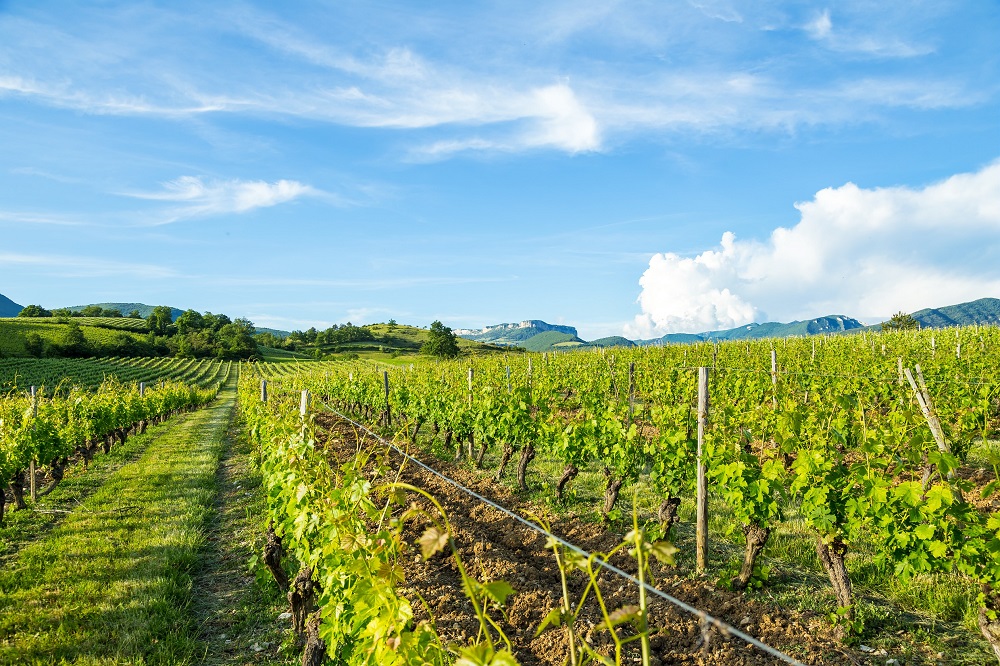 2017年罗讷河谷葡萄酒进口涨势单薄