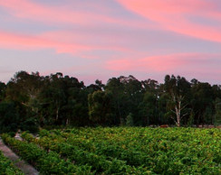 阿姆斯特酒莊Amherst Winery