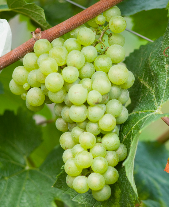 勃艮第葡萄种类的主流与非主流