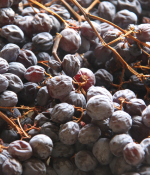 意大利甜葡萄酒“花名册”