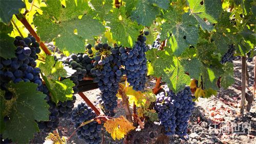 智利着手拯救即将灭绝的古老欧洲葡萄品种
