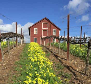 科科莫酒莊Kokomo Winery