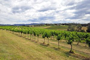 皮科克山酒莊(Peacock Hill Vineyard)