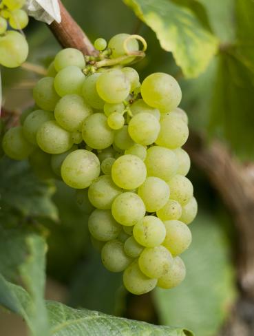 这些常见的萄品葡萄品种，也有你不熟知的种也一面