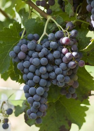 纳帕谷主要葡萄种类逐个数（上）
