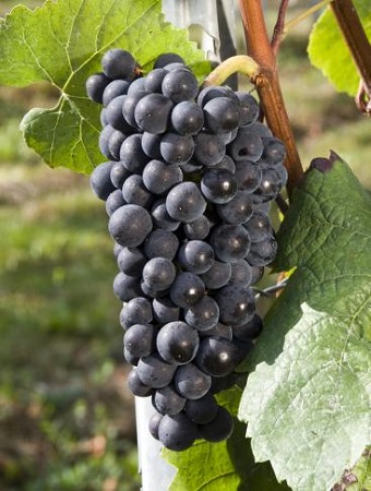 智利葡萄品种知多少