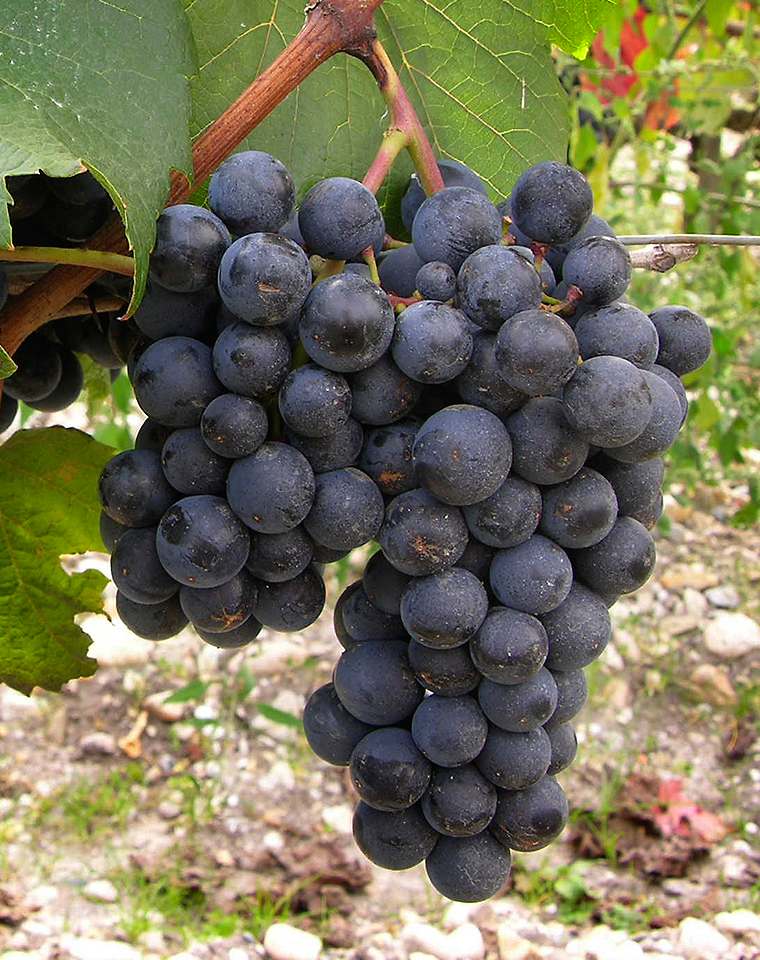 六大红葡萄品种，黑莓、耐寒性更强，皮厚且具有厚重的单宁。蕴含黑莓和黑李子等黑色水果及浓郁的香料和干草药气息，奏响波尔多风味交响曲