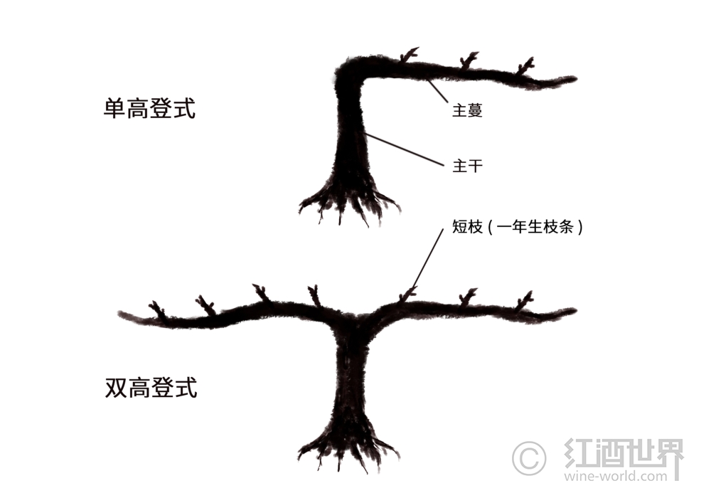 葡萄树：详尽的“造型”眼前大有学识