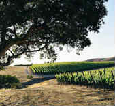 基姆西酒莊Kimsey Vineyard