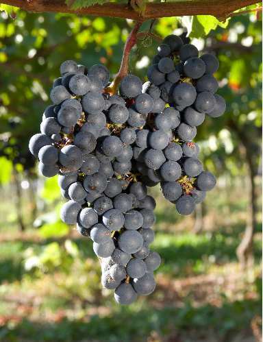 除了雷司令，德国尚有那些葡萄种类种植面积最广？