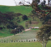 白千層叢酒莊Melaleuca Grove Wines