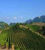 阿爾塔嶺酒莊Alta Ridge Vineyards