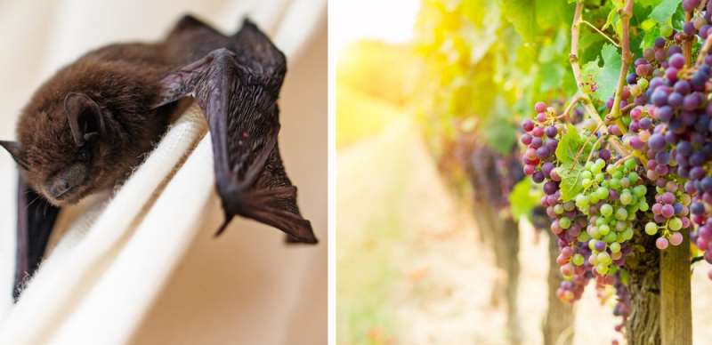 葡萄园中的葡萄“蝙蝠侠”