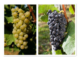 Blind Taste：盲品还是瞎品？