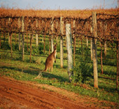 嘯鳶酒莊Whistling Kite Vineyard