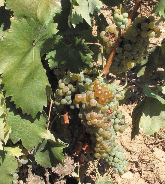 里奥哈：西班牙最著名的葡萄酒产区